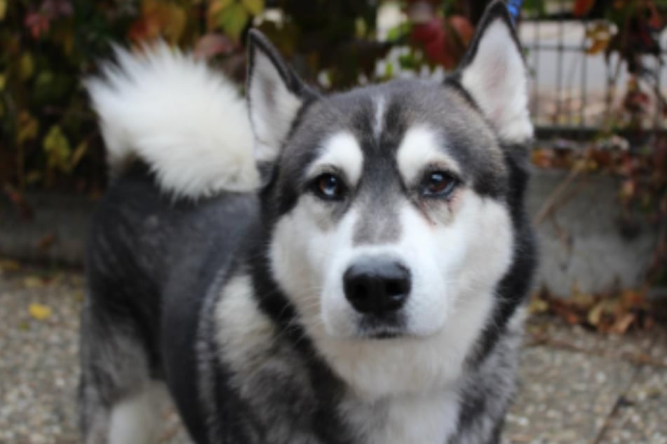 Starke Schmerzen machten Husky-Rüde Lio das Leben zur Qual.