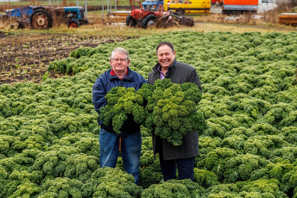 Mitten im Grünkohlfeld des Gartenbaubetriebes Hauptmann: Hilton-Direktor Martin Raich (57, r.) und Bernd Hauptmann (67) halten prächtige Palmen in den Händen.