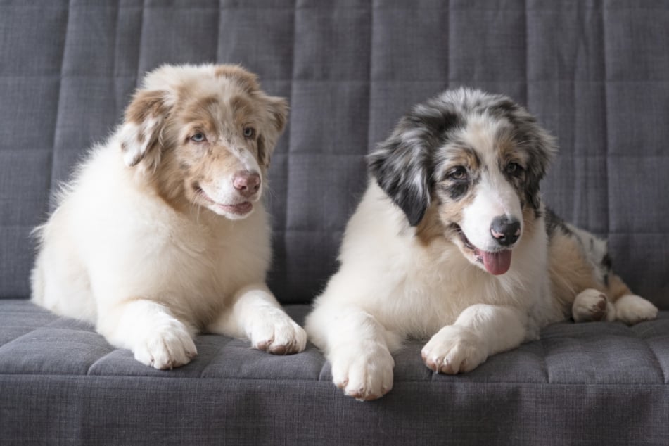 Red Merle und Blue Merle sind zwei beliebte Fellfärbungen bei Hunden.