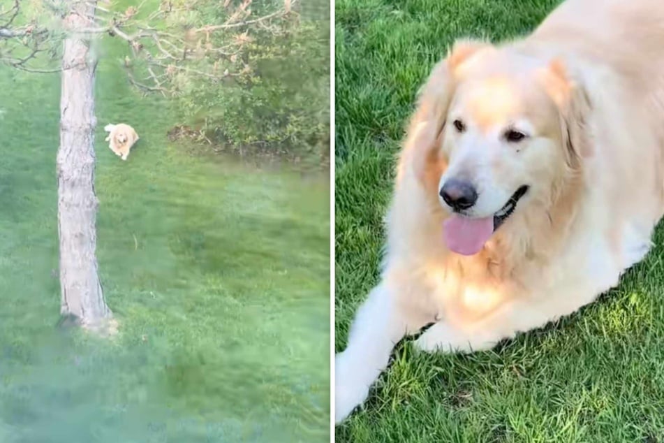 Dog is adorably overjoyed to see his BFF neighbor after returning from vacation!