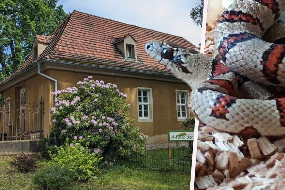 Dresden: Diebe bringen geklaute Tiere ins "Haus der Natur" zurück, aber nicht alle ...