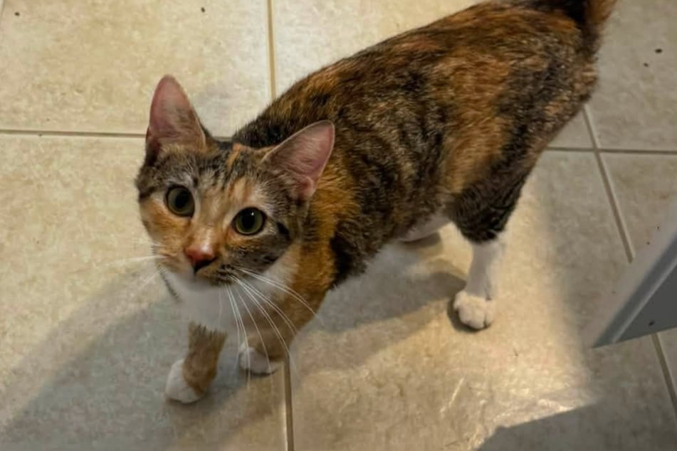 Die Katzen-Mama wurde kürzlich von ihren Kitten getrennt.