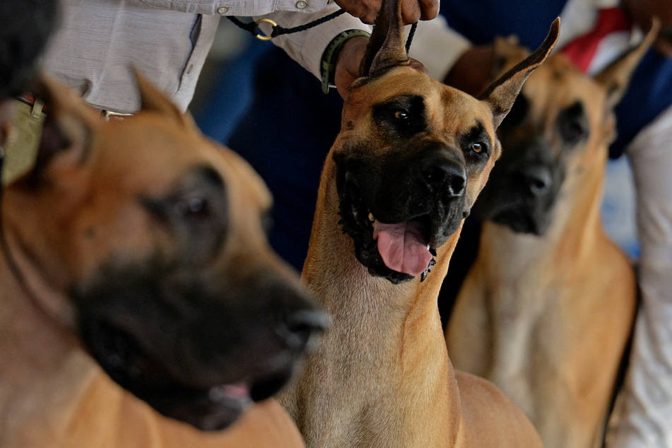 Die Hunde galten als gefährlich und das war auch den Behörden bekannt. (Symbolbild)