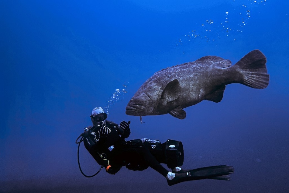 Huge grouper fish, the joy of Florida divers, are now "vulnerable"