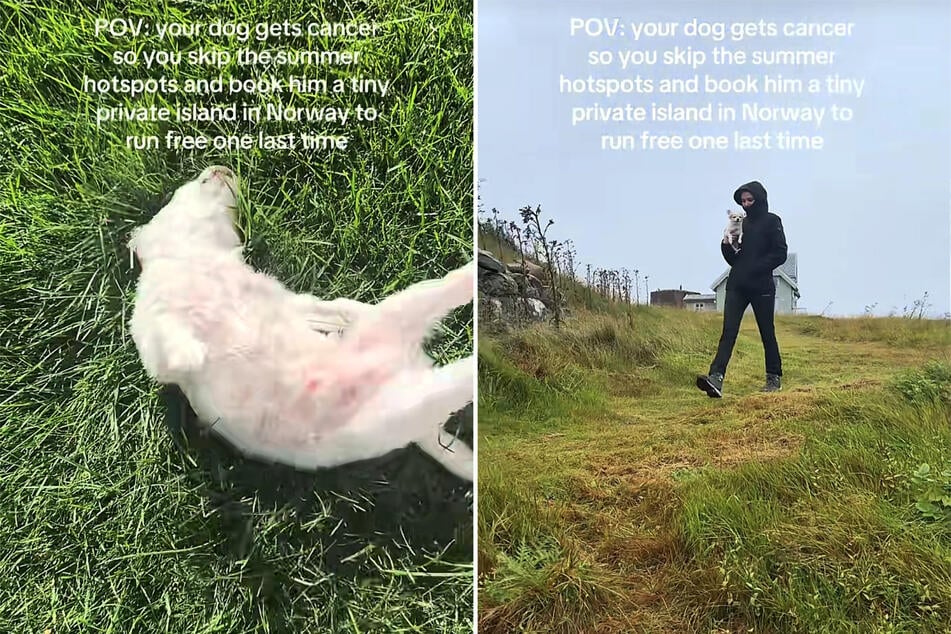 Bei dem elfjährigen Chihuahua-Rüden Nini wurde im März dieses Jahres Lymphdrüsenkrebs festgestellt.