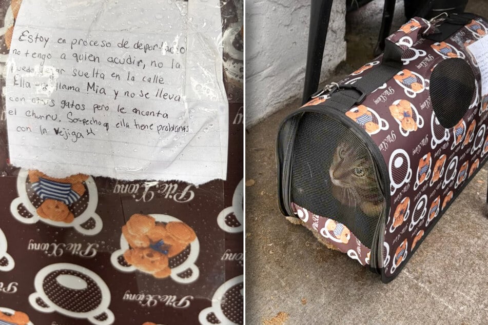 Katze wird vor Tierheim ausgesetzt: Als Mitarbeiter Zettel lesen, fühlen sie Stich ins Herz