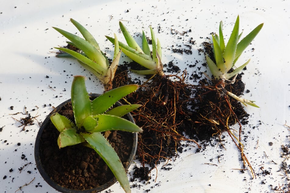 Eine Aloe vera lässt sich ganz einfach vermehren. Man benötigt nur ein Kindel oder Samen.