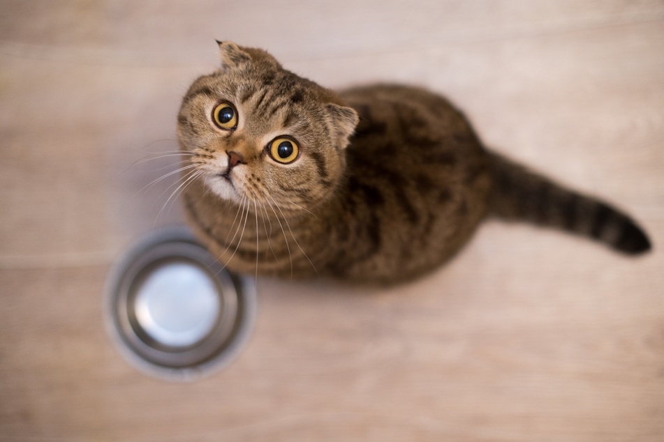 Hungry cats will meow a lot, begging you for at least one more biscuit.