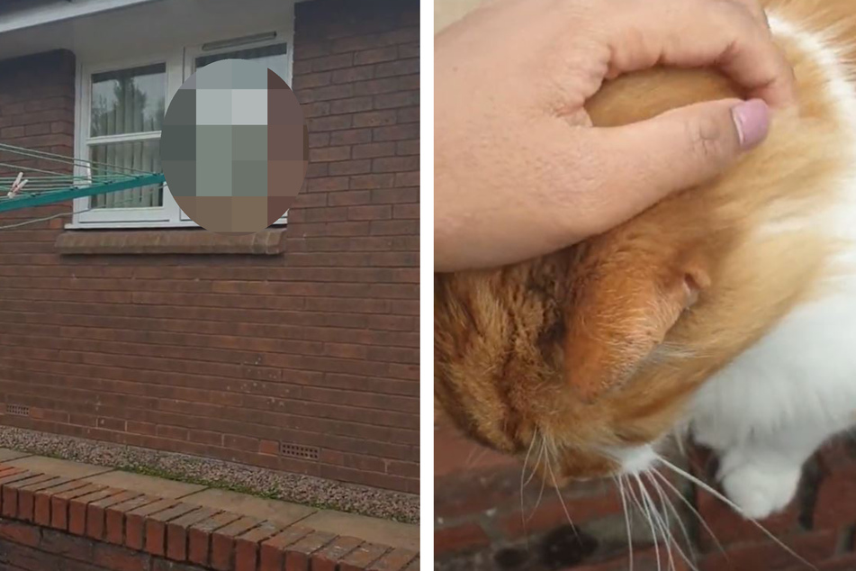 Frau streichelt Katze: Als sie zu ihrer Wohnung blickt, macht sie eine lustige Entdeckung