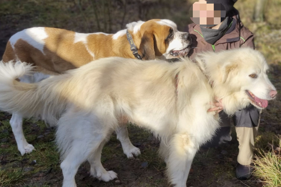 Nellie (4) hat mit ihrem Kumpel, dem mit Herdenschutzhund Mick (v.), Unterschlupf im Tierschutzligadorf in Neuhausen/Spree gefunden.