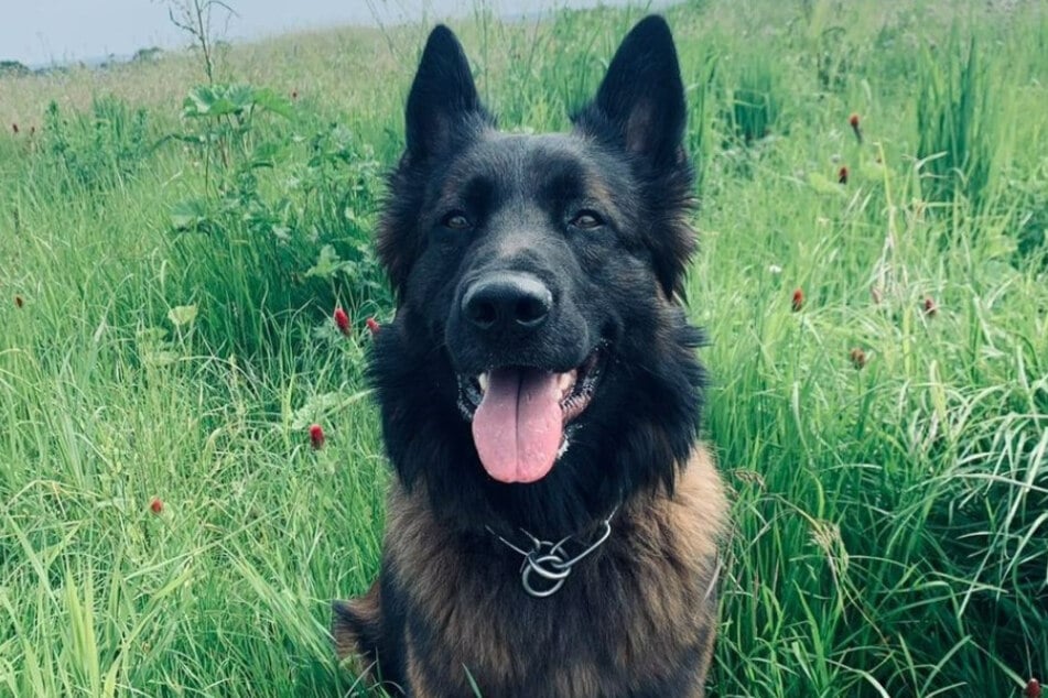 Polizeihund "Sushi" hat am Sonntag ganze Arbeit geleistet und sich wohl ein Extra-Leckerli verdient.