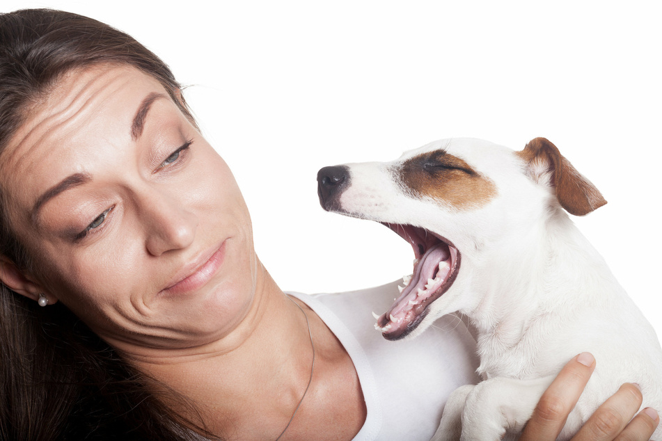 Wenn der Hund aus den Ohren, dem Maul oder ganz allgemein stinkt, sollte man der Ursache auf den Grund gehen.