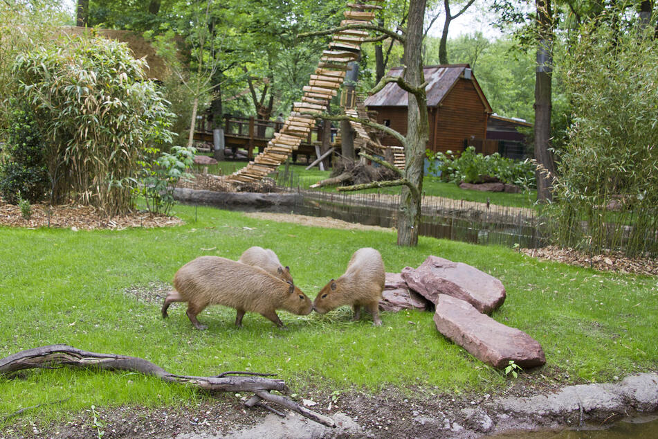 Die Capybaras des Leipziger Zoos erhielten ihr Weihnachtsgeschenk in diesem Jahr ein bisschen früher.