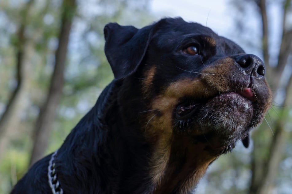 Ein Rottweiler und ein Mischlingshund waren auf der A71 unterwegs und wurden von einem aufmerksamen Autofahrer gerettet. (Symbolfoto)