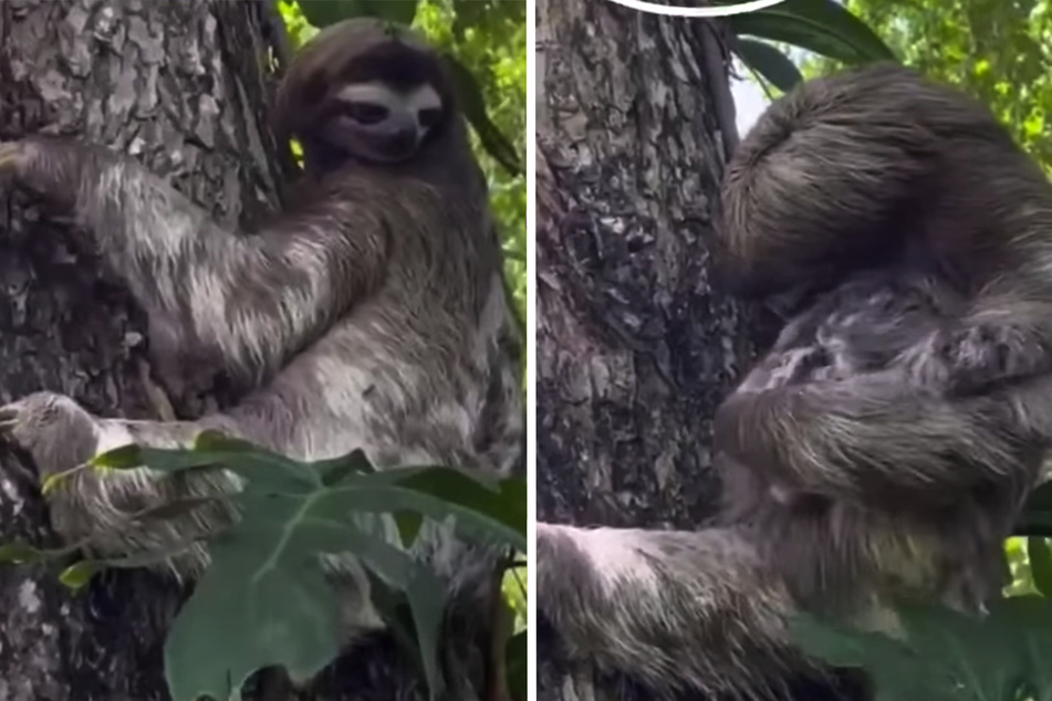 Animal rescuers use touching trick to reunite baby sloth with its mother