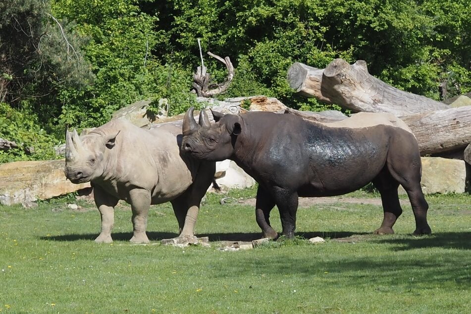 Nashörner kennt man eher aus tropischen Gebieten. Aktuell kann man sie im Zoo auch mal im Schnee toben sehen.