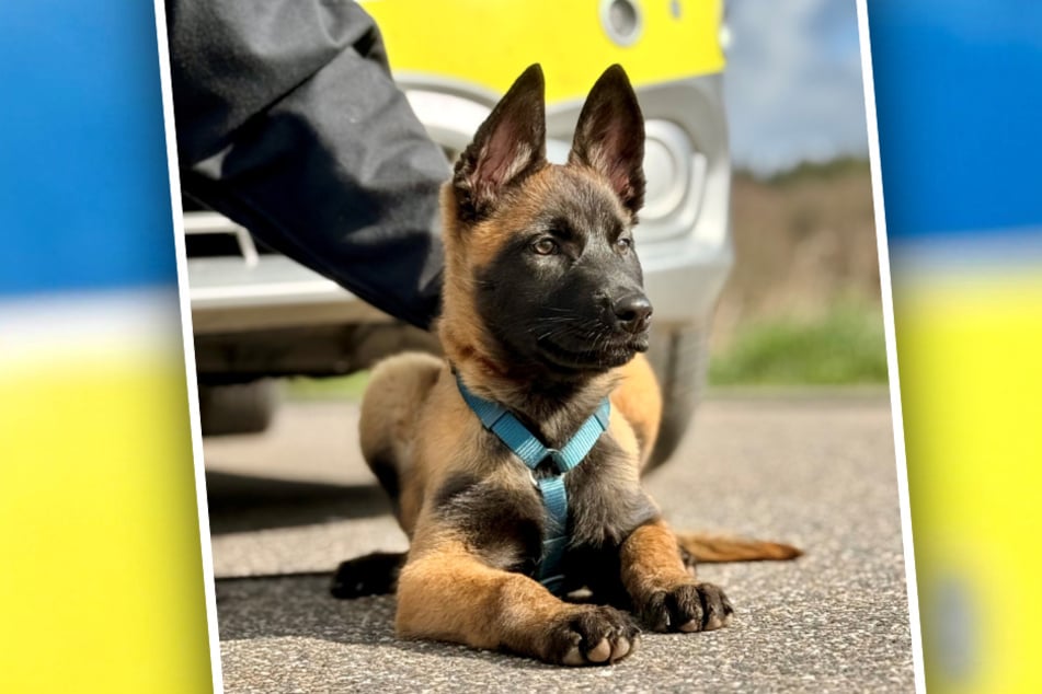 Die Malinois-Hündin ist mit ihren zwölf Wochen noch ziemlich jung, hat ihre Ausbildung bei der Polizei aber bereits angetreten.
