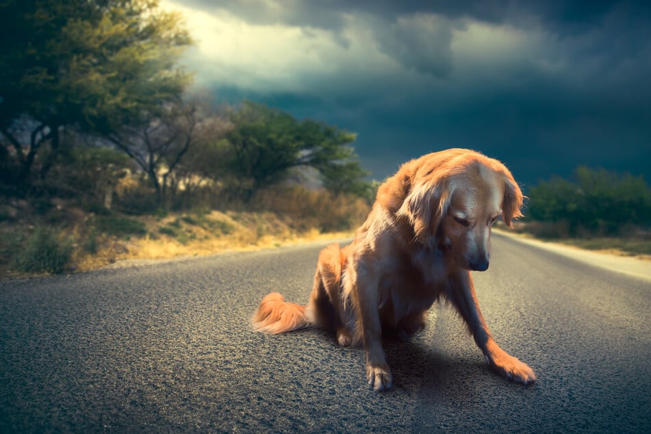 Ob Hunde wirklich Rudeltiere sind, die traurig werden, wenn sie allein sind?