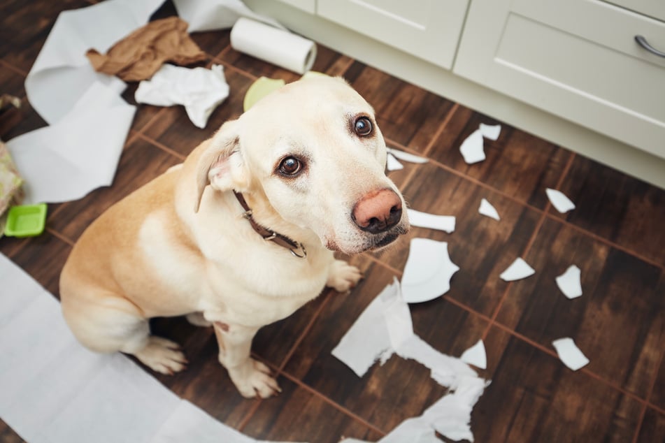 Ein Hund hat Papier gefressen? Bei kleinen Mengen reicht es aus, ihn erst mal zu beobachten.