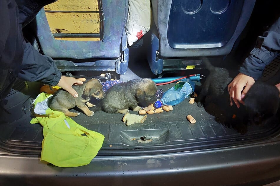 Drei Hundewelpen wurden bei einer Grenzkontrolle im Kofferraum eines Autos zwischen Unrat entdeckt.