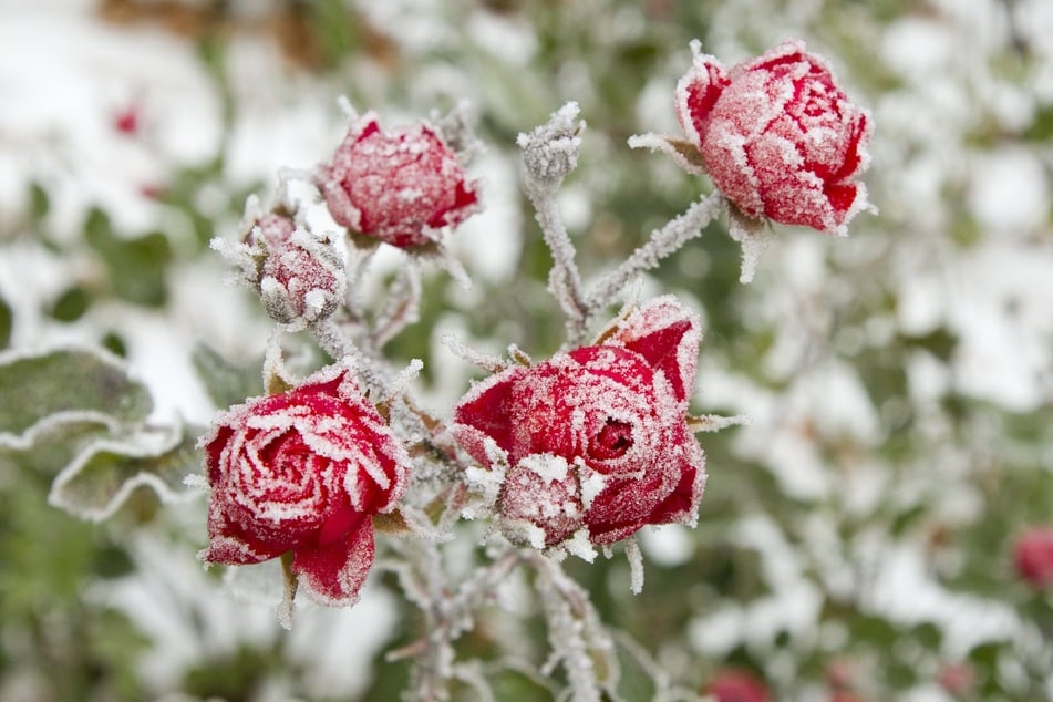 Insbesondere Rosen im Kübel sollten vor eisigen Temperaturen geschützt werden.