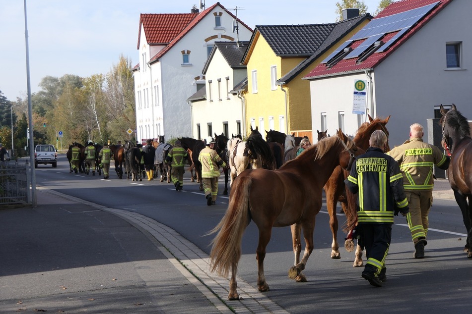 Die Feuerwehrleute begleiteten die Pferde zurück auf ihre Koppel.