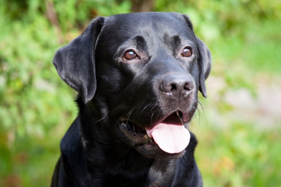 It's not always easy for black dogs and cats to find forever homes, but it's not because people think their bad luck.