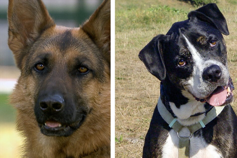 Ausgesetzt, schlecht behandelt: Luna und Baxter suchen ein neues Zuhause