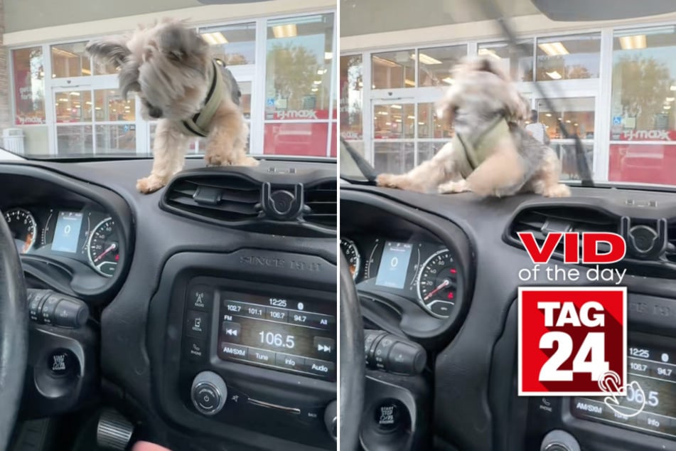 viral videos: Viral Video of the Day for October 5, 2025: Hilarious dog can't get enough of windshield wipers!