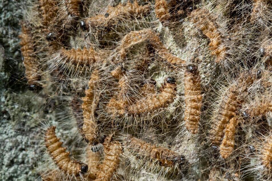 Die Härchen der Raupen sind bei Berührung giftig, sowie auch ihre Nester. (Symbolbild)