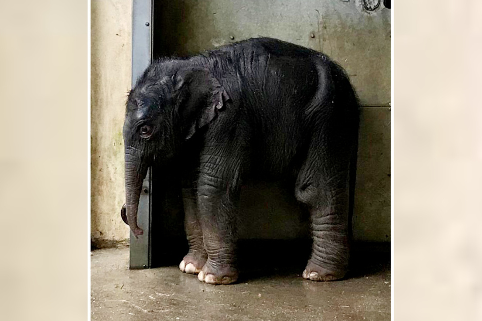 Große Erleichterung im Zoo Leipzig: Das neue Elefantenbaby trinkt endlich regelmäßig.