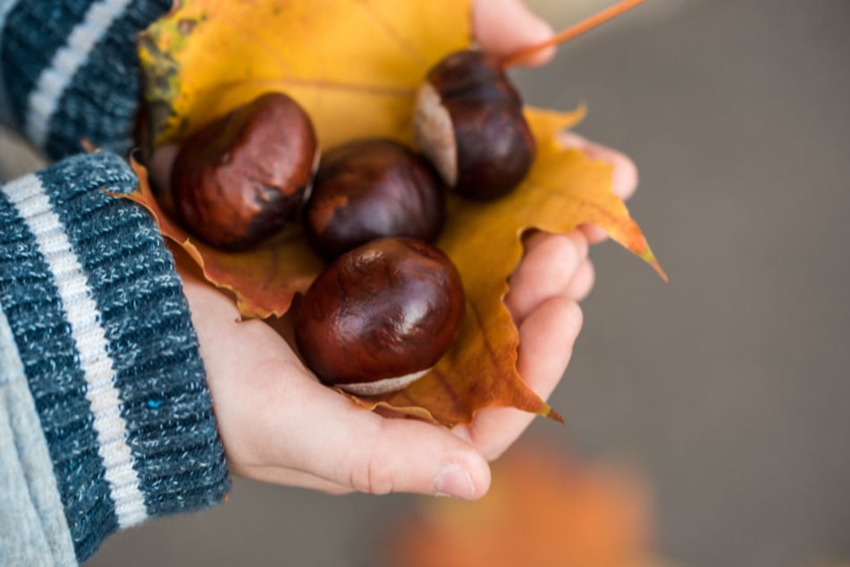 Kastanien sammeln lohnt sich für den Besuch im Sonnenlandpark. (Symbolbild)