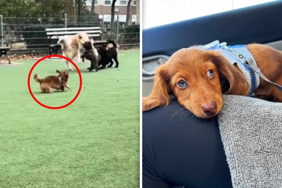 Frank the Dachshund dog looks uncertainly at his owner in the dog park as he struggles to make friends.