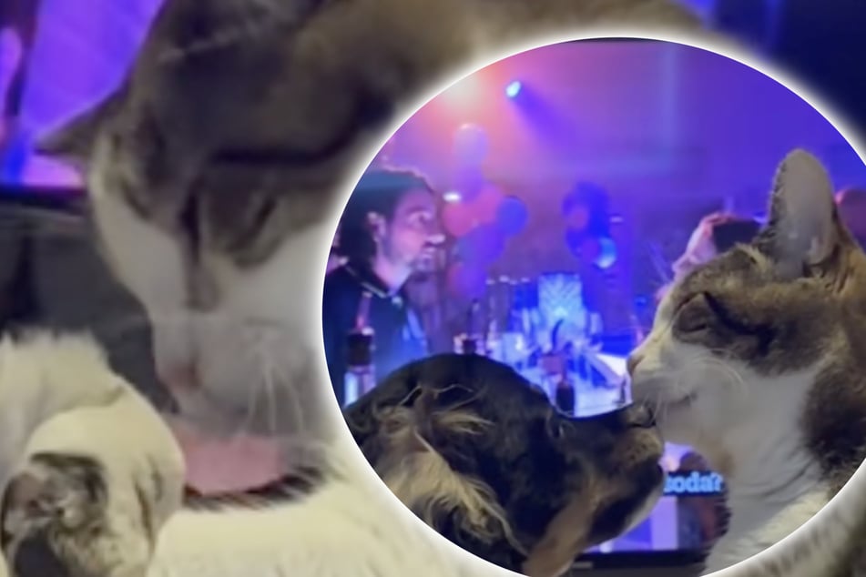 Gato ciega cree que un cachorro es su bebé