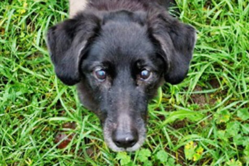 El robusto Struppi busca un nuevo hogar para su vejez. ¿Quién tiene un lugar libre en su corazón?