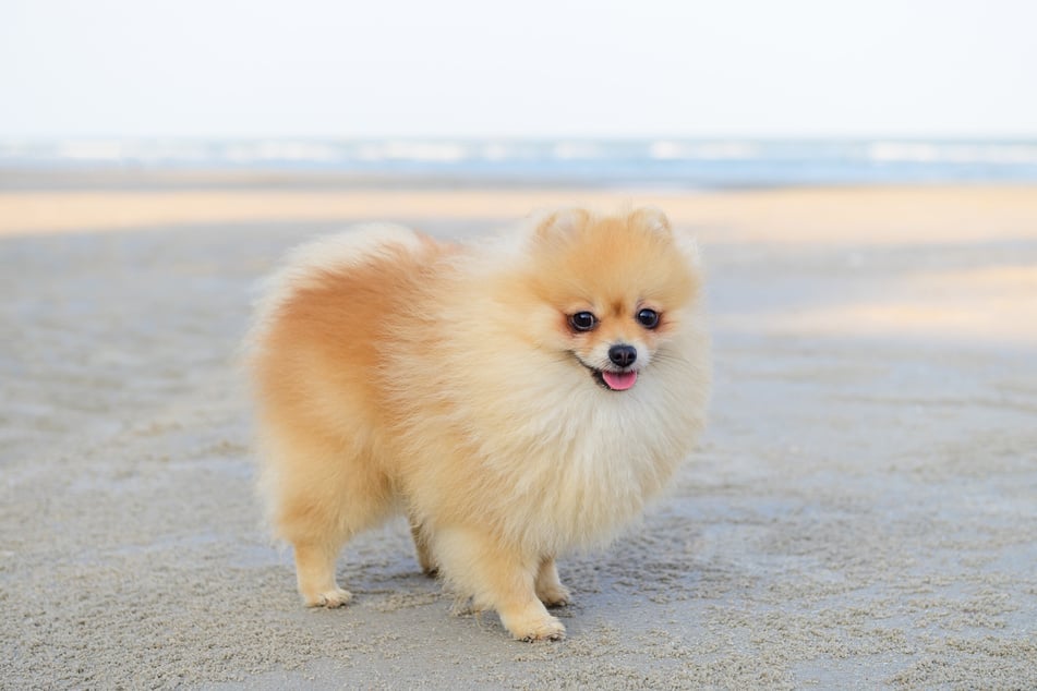 Pomeranians are commonly used as guard dogs - it's hard to understand why!