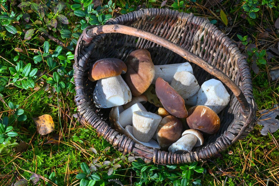 Das Ehepaar war im Wald rund um Hermsdorf (Saale-Holzland-Kreis) unterwegs und beabsichtigte, dort Pilze zu sammeln, wie am Montag aus Angaben der Polizei hervorging. (Symbolbild)