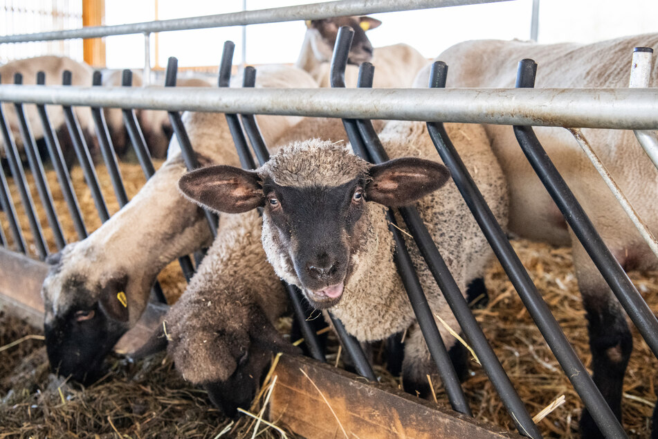 Die Schafe könnten sich durch verseuchtes Futter mit Listerien angesteckt haben, bestätigt wurde das aber nicht. (Symbolbild)