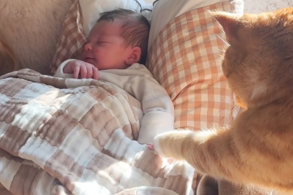 Katze trifft zum ersten Mal auf Baby: Was die Samtpfote dann macht, ist herzzerreißend süß
