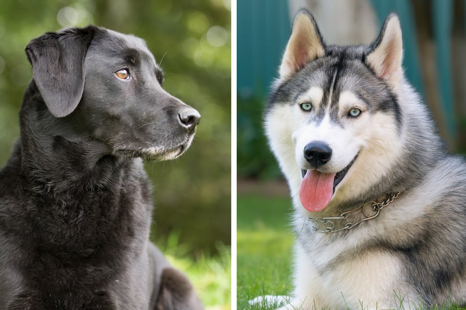 When you mix a Labrador and husky, the results are often stunning.