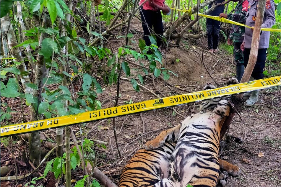 Tödliche Drahtfallen: Seltene Sumatra-Tiger laufen hinein und verenden kläglich