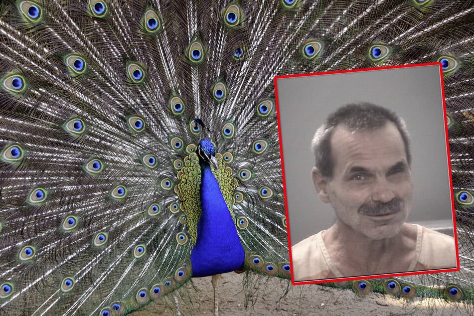Noch ist nicht bekannt, wie viele Pfaue der Tierquäler Craig Vogt (61) tatsächlich besitzt. Doch er hat bereits versichert, dass er nicht zurückschrecken werde, auch sie zu töten.