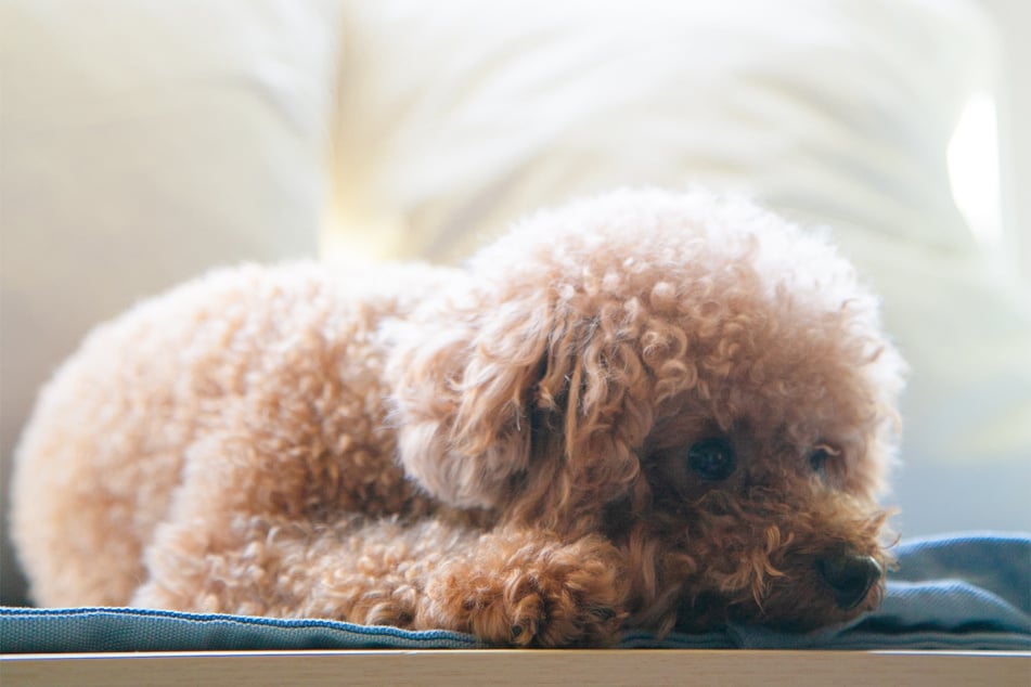 Poodles come in many colors, but white ones are particularly elegant.