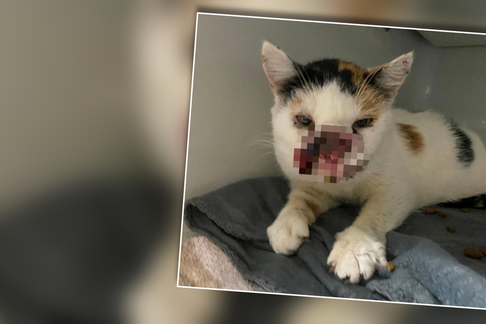 Schrecklicher Anblick: Tierheim findet Kätzchen ohne Schnauze und handelt sofort
