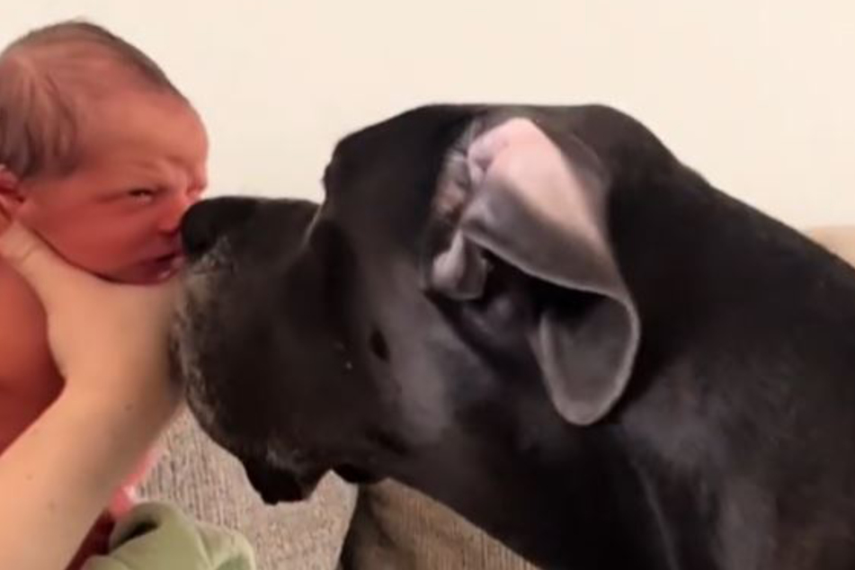 From the very first moment, Greta the dog went to great lengths to handle baby Vince with care.