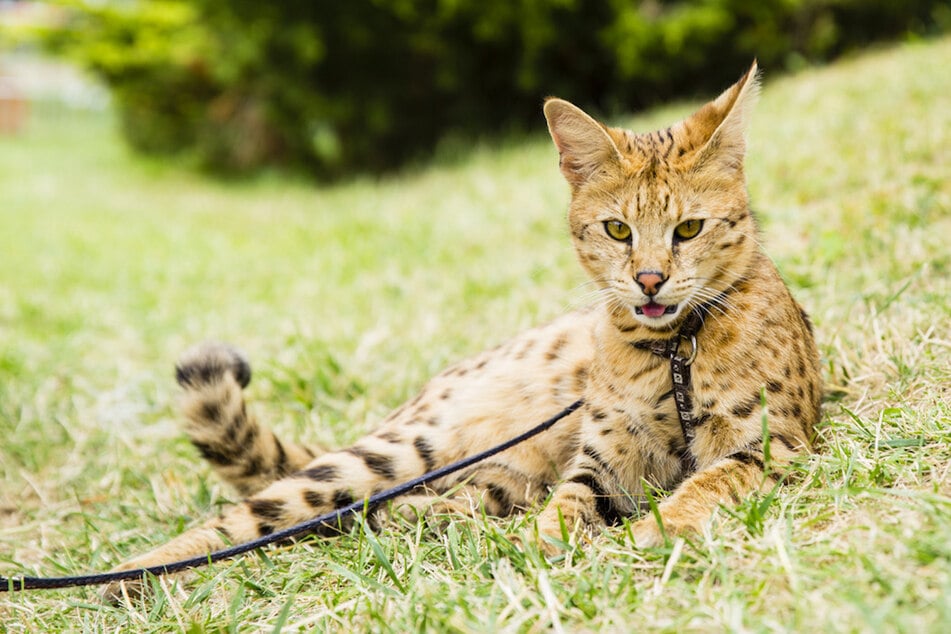 Die Savannah-Katze wurde aus der gewöhnlichen Hauskatze und der afrikanischen Serval-Wildkatze gekreuzt.