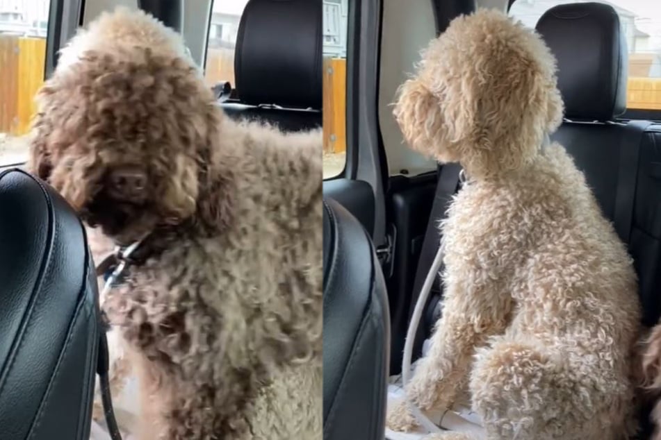 Dog owner shares Goldendoodle grooming gaffe