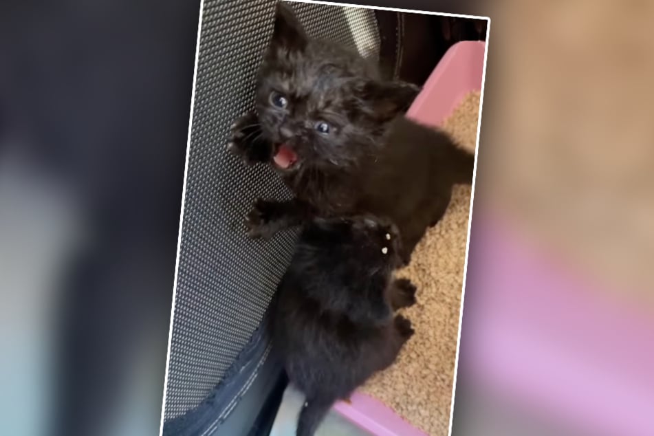 Die Mini-Kätzchen werden zurzeit im Tierheim Köln-Dellbrück aufgepäppelt.