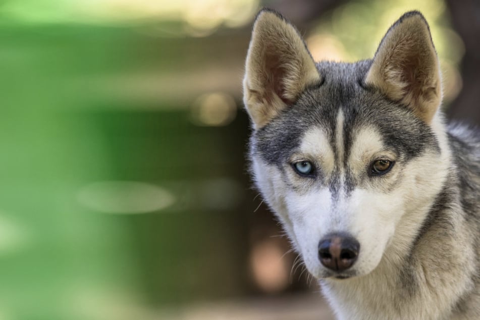 Hund von Besitzer geschlagen: Zwei junge Menschen reagieren heldenhaft