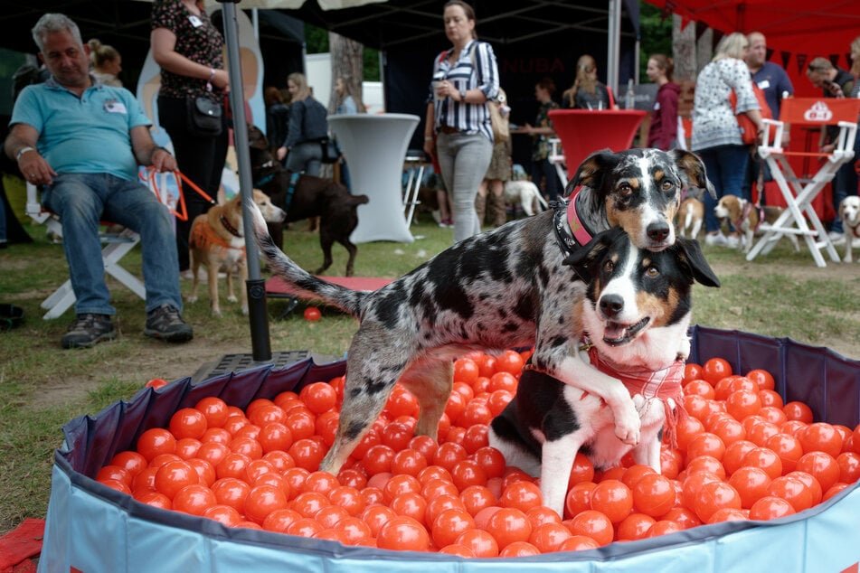 Zwei Hunde spielen bei den "German Petfluencer Awards" in einem Bällebad.